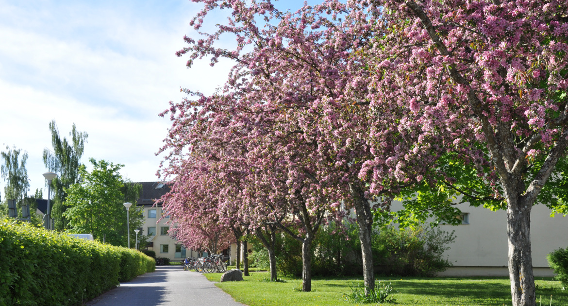 Gångväg med rosablommande träd längs med vägen.