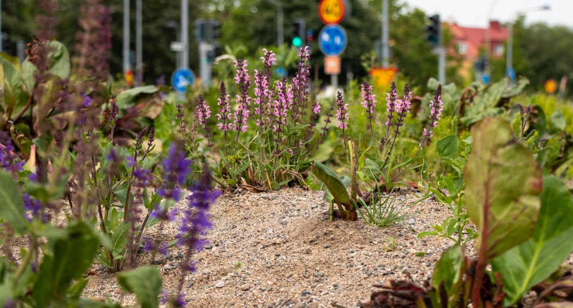 Blommor som växer i grus.