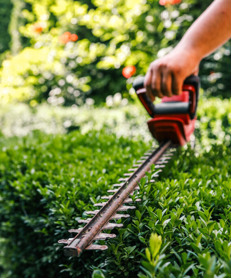 Beskära häck med häcksax