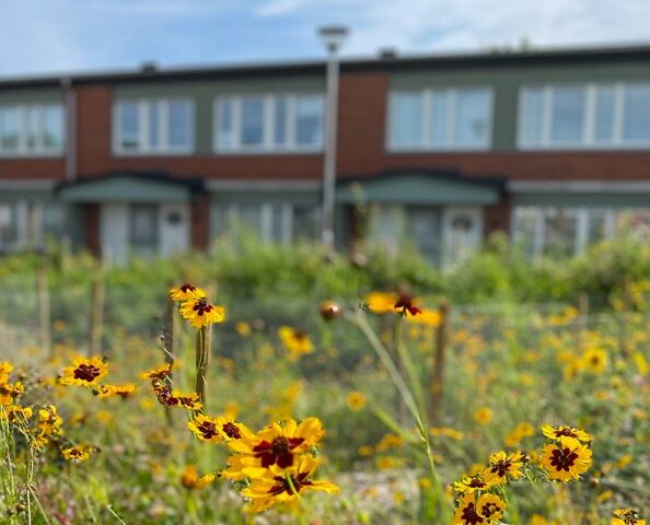 Ängsmark med gula blommor framför radhus.