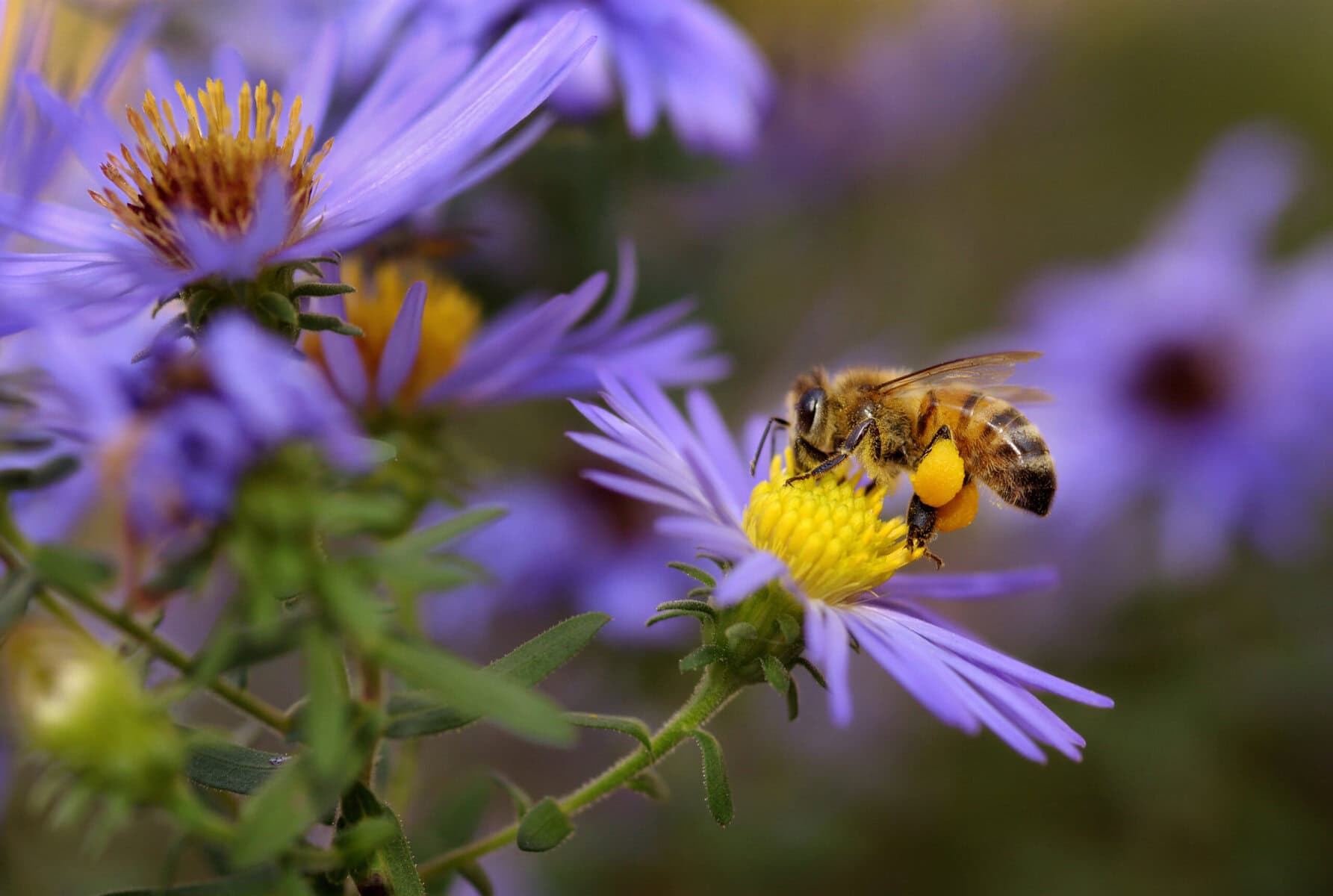 Närbild på ett bi på en Aster-blomma.